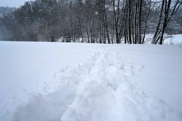 Närbild Fokus Skott Naturlig Natur Vintern — Stockfoto