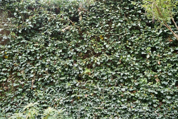 Uma Textura Uma Planta Escalada — Fotografia de Stock