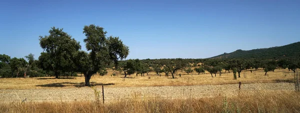 Una Vasta Area Arida Con Pochi Alberi Durante Giorno — Foto Stock