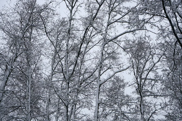 Krásný Záběr Stromů Částečně Pokrytých Sněhem — Stock fotografie