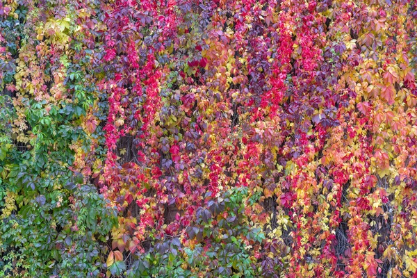 Tiro Close Planta Rastejante Uva Selvagem — Fotografia de Stock