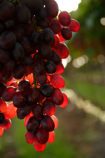 Selective Focus Shot Fresh Ripe Juicy Grapes Growing Branches Vineyard — Stock Photo, Image