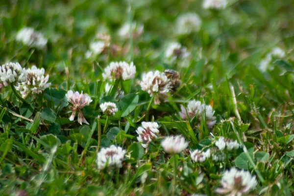 Gros Plan Sélectif Fleurs Sauvages Dans Une Prairie — Photo