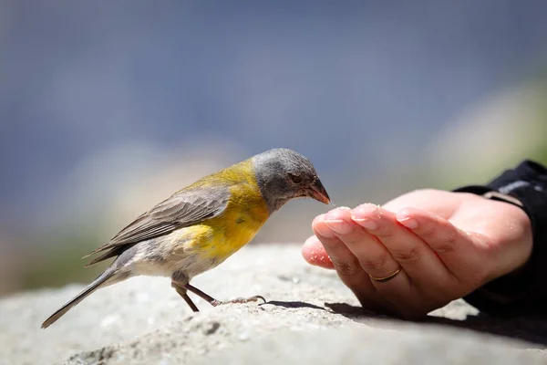 Den Blågula Brun Utan Sol Fågeln Äter Frön Någons Hand — Stockfoto