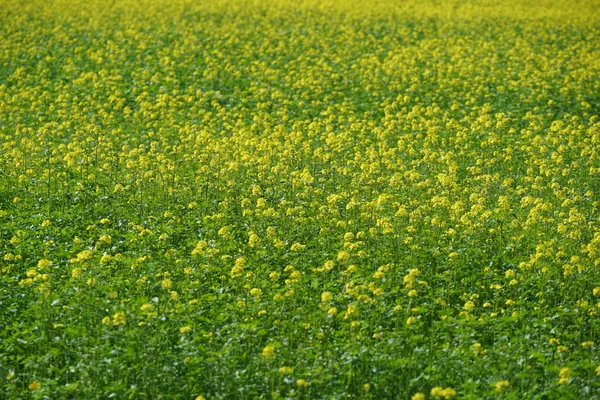 Piękne Pole Żółtych Dzikich Kwiatów — Zdjęcie stockowe