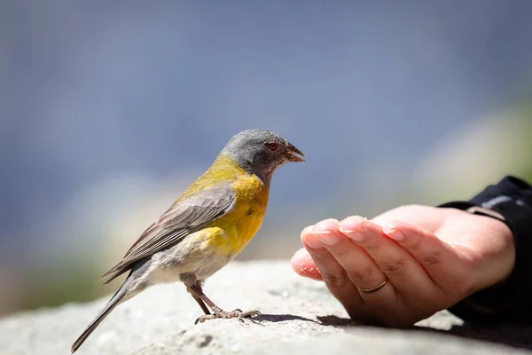 誰かの手から種を食べる青と黄色のタンガー鳥 — ストック写真
