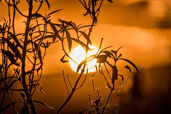 在橙色日落背景上的植物剪影特写 — 图库照片