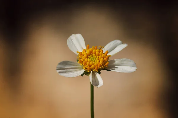 Een Close Shot Van Een Oxeye Madeliefje Onder Het Zonlicht — Stockfoto