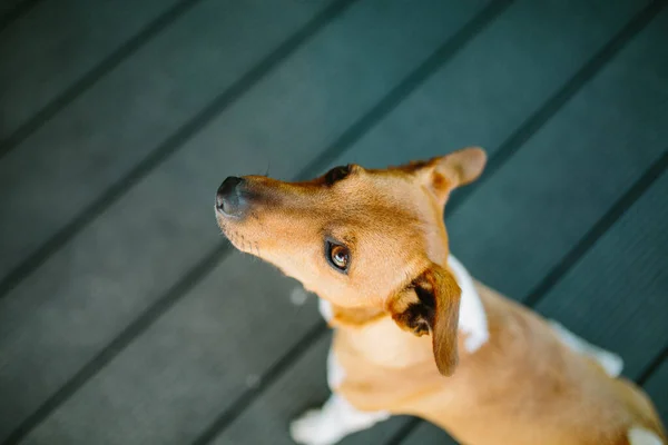 Cão Bonito Basenji Jogando Livre Durante Dia — Fotografia de Stock