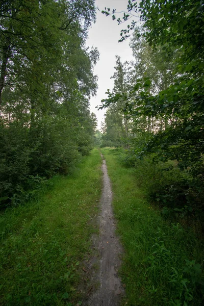 Colpo Mozzafiato Foresta Brughiera Nella Frisia Orientale — Foto Stock