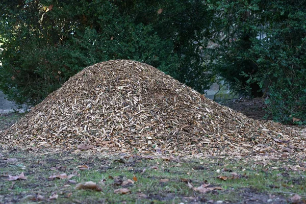 Zdjęcie Bliska Dużego Mrowiska Lesie — Zdjęcie stockowe