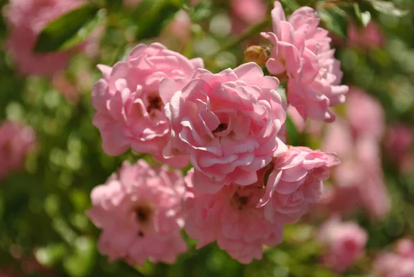 Selektivní Zaostření Záběr Floribunda Rose Zahradě — Stock fotografie