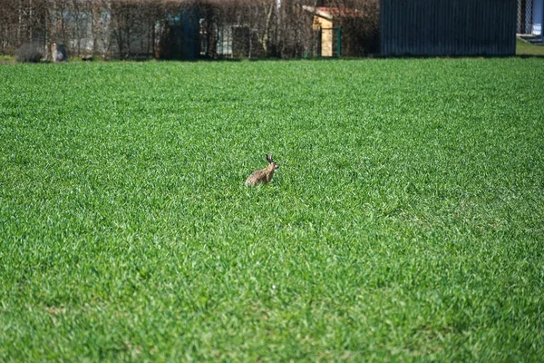 Ein Hase Der Tagsüber Auf Einem Grünen Rasen Läuft — Stockfoto