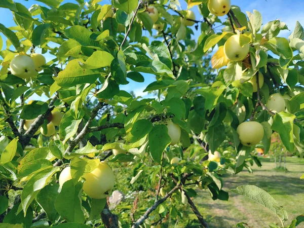 Closeup Focus Shot Golden Apples Growing Field — Stock Photo, Image