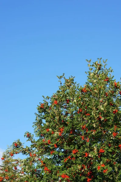 Снимок Большого Дерева Растущего Дереве Голубом Фоне Неба — стоковое фото
