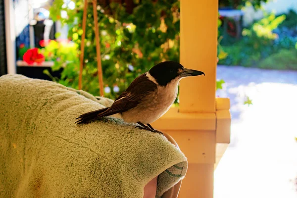 鳥のクローズアップショット — ストック写真