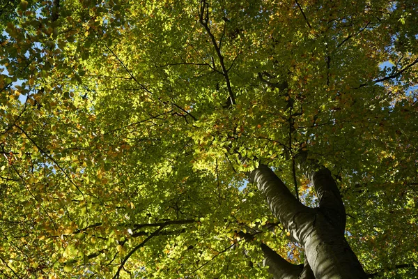 Low Angle Shot Beautiful Foliage Tree Royalty Free Stock Photos