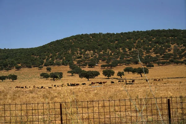 Hermoso Tiro Distante Ganado Campo Seco — Foto de Stock