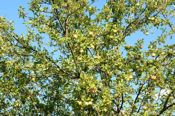 Una Toma Ángulo Bajo Gran Árbol Con Manzanas Creciendo Árbol — Foto de Stock
