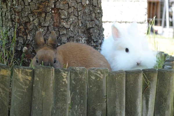 Крупним Планом Знімок Кроликів Бамбуковій Коробці Рослин — стокове фото
