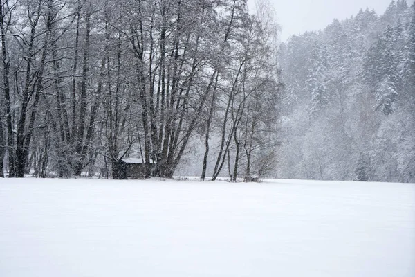 Eine Schöne Aufnahme Von Bäumen Die Teilweise Mit Schnee Bedeckt — Stockfoto