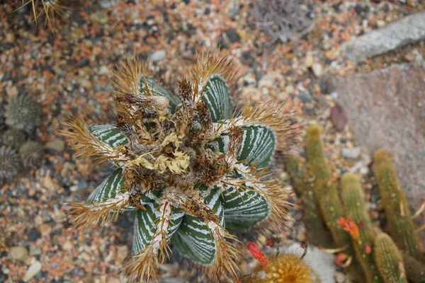 主教帽的特写镜头 星形植物的冠冕 — 图库照片