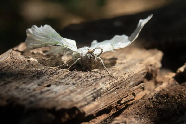 Tahta Bir Yüzeyde Güneş Işığının Altında Beyaz Bir Kelebeğin Yakın — Stok fotoğraf