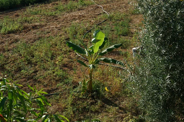 Высокоугольный Снимок Растущего Растения Зелени — стоковое фото