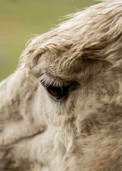 Крупный План Белых Глаз Ламы — стоковое фото