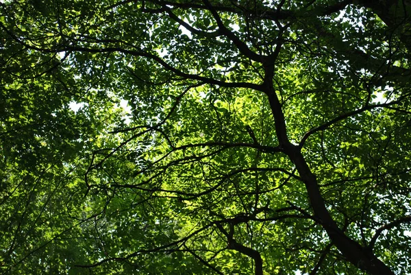 Tiro Close Árvores Grandes Com Folhas Verdes — Fotografia de Stock