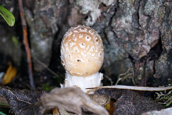 Closeup Shot Tree Fungi Growing Tree — Stock Photo, Image