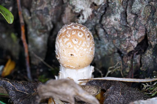 Gros Plan Champignons Arboricoles Poussant Sur Arbre — Photo