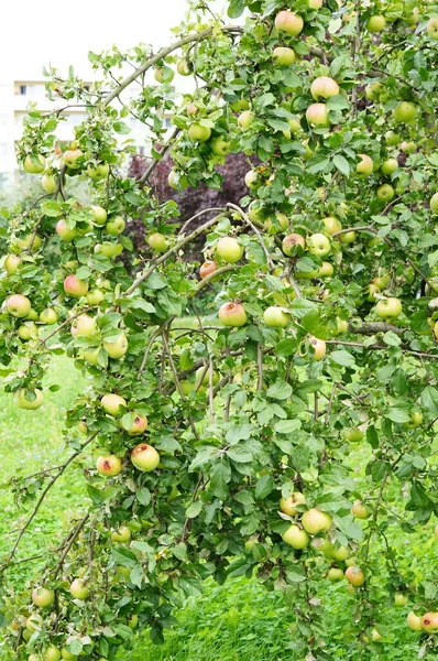 Fresh Whole Apples Hanging Tree — Stock Photo, Image
