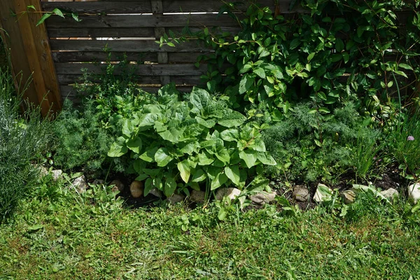 Verde Fresco Fronte Una Recinzione Legno — Foto Stock