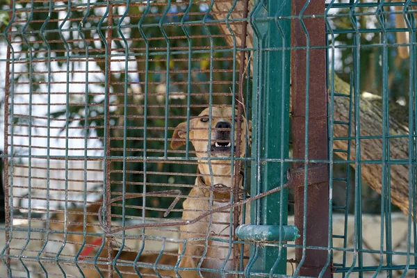 Primer Plano Perro Jaula — Foto de Stock