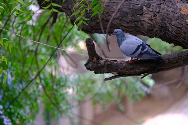 一只可爱的鸽子在树干上的选择性镜头 — 图库照片