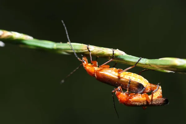 Het Paarproces Van Gewone Rode Soldaatkevers Een Stengel Van Een — Stockfoto