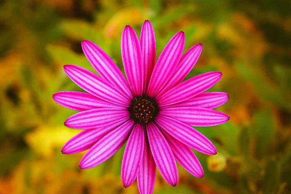 Closeup Shot Pink Flower — Stock Photo, Image