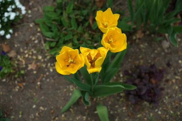 Una Hermosa Foto Parque Con Flores Tulipán —  Fotos de Stock