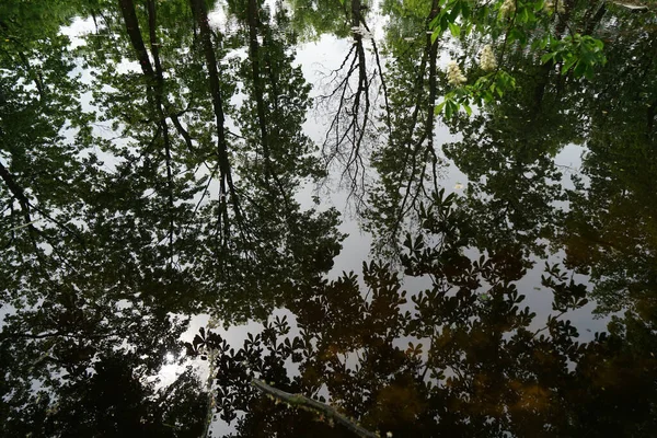 池の木々の反転反射 — ストック写真