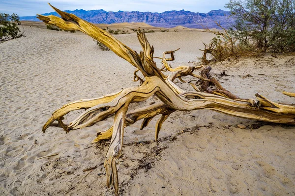Крупный План Засохшего Дерева Дюнах Долины Смерти Сша — стоковое фото
