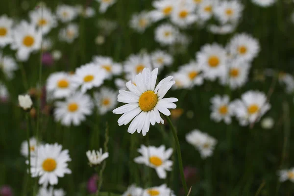 Eine Selektive Fokusaufnahme Einer Schönen Gänseblümchenblümchen Blume Auf Einem Gänseblümchenfeld — Stockfoto