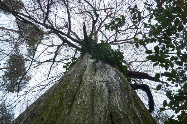 Tiro Vertical Tronco Árvore Velha Novos Ramos — Fotografia de Stock