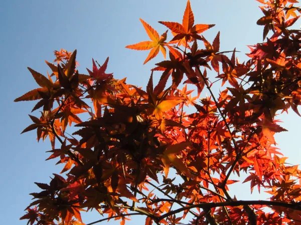 Una Hermosa Toma Montón Hojas Colores Otoñales Perfecto Para Fondo —  Fotos de Stock