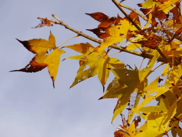 Eine Schöne Aufnahme Von Einem Bund Goldener Herbstblätter Perfekt Für — Stockfoto