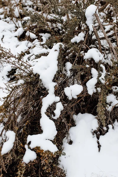Рослини Вкриті Снігом Взимку — стокове фото