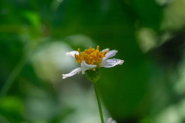 Gros Plan Une Marguerite Aux Yeux Oxel Sous Lumière Soleil — Photo