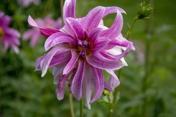 Close Uma Bela Flor Rosa Girafa Dahlia — Fotografia de Stock