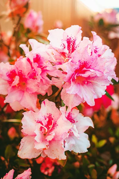 Plan Vertical Rhododendrons Roses — Photo