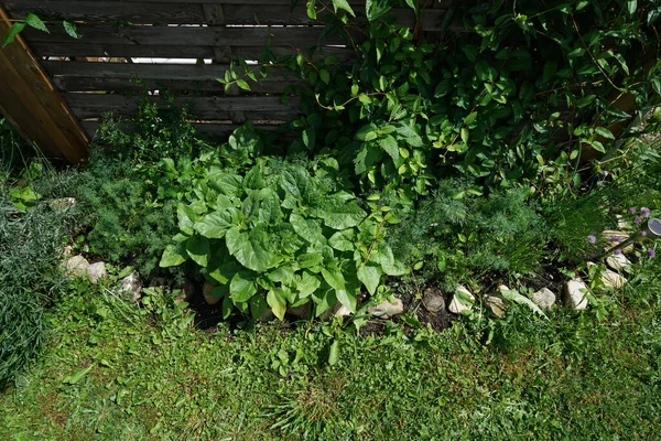 Una Vista Superiore Una Crescita Giardino Sfondo Recinto — Foto Stock